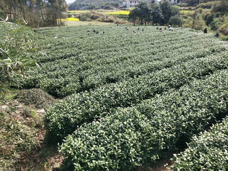 安吉白茶2019明前茶浙江安吉县一斤包邮