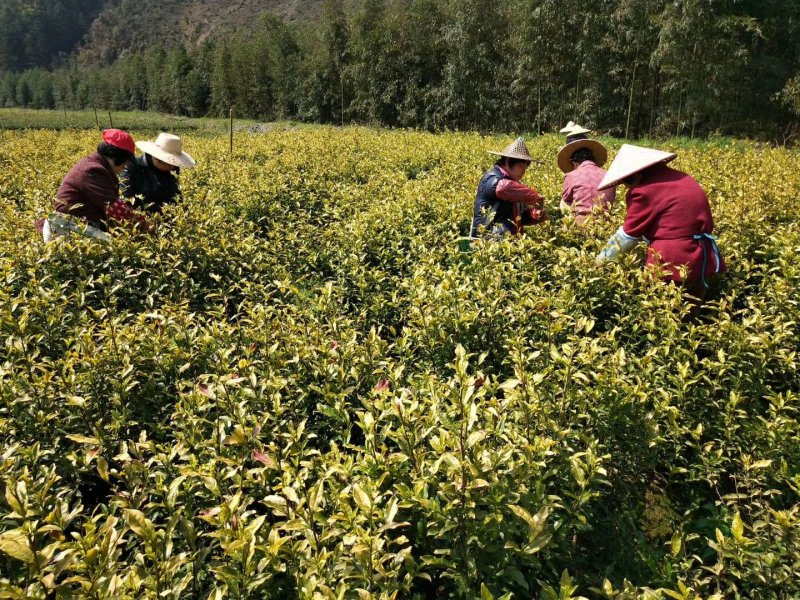 安吉白茶2019明前茶浙江安吉县一斤包邮