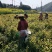 安吉白茶2019明前茶浙江安吉县一斤包邮