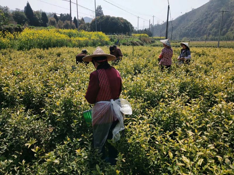 安吉白茶2019明前茶浙江安吉县一斤包邮