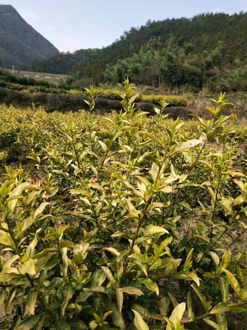 安吉白茶2019明前茶浙江安吉县一斤包邮