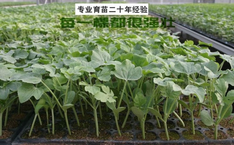 现有3万棵(糖见羞)西瓜苗待售，20天苗龄，50穴盘