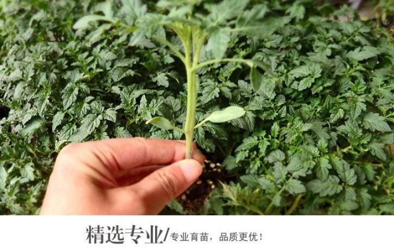 现有3万棵(糖见羞)西瓜苗待售，20天苗龄，50穴盘