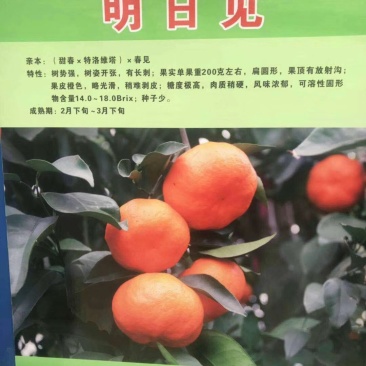 成都柑桔苗,简阳柑桔苗,明日见柑桔苗,拒绝假面,假一赔百