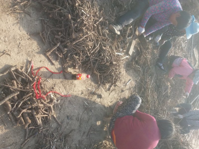泡桐种根桐根河南货源成活率高现挖现卖