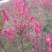 桃花🌸