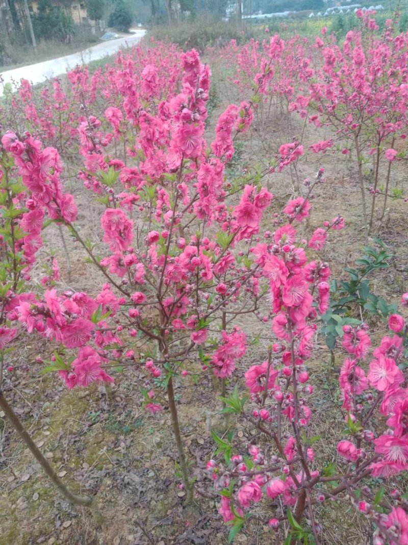 桃花🌸