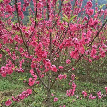 桃花🌸