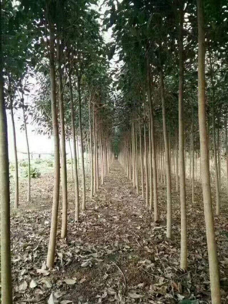 苗圃出售：2-12cm大叶女贞