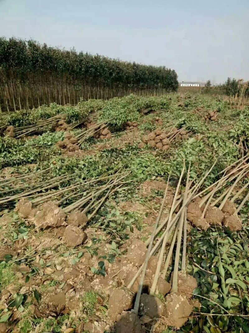 苗圃出售：2-12cm大叶女贞