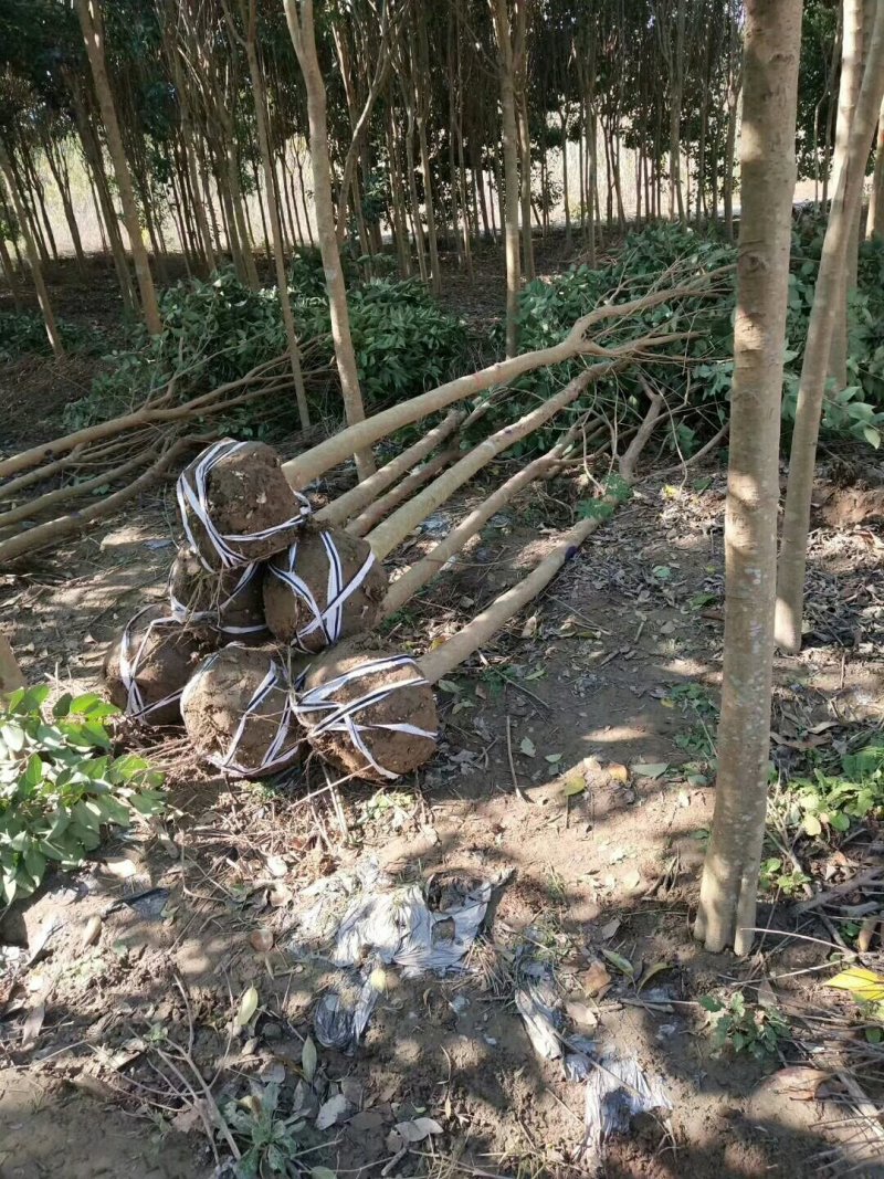 苗圃出售：2-12cm大叶女贞