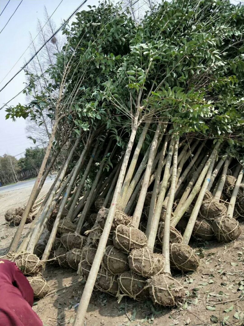 苗圃出售：2-12cm大叶女贞