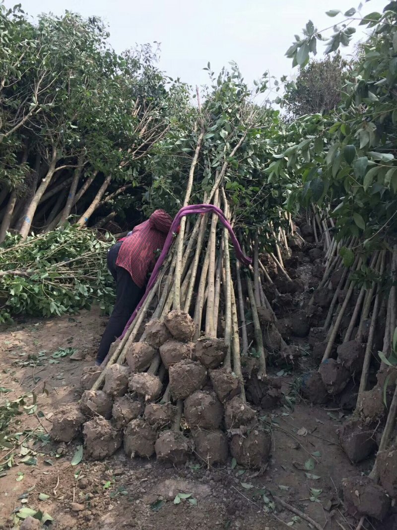 苗圃出售：2-12cm大叶女贞