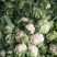 汉中白花菜花2~3斤紧花乳白，现货，产地一手货源