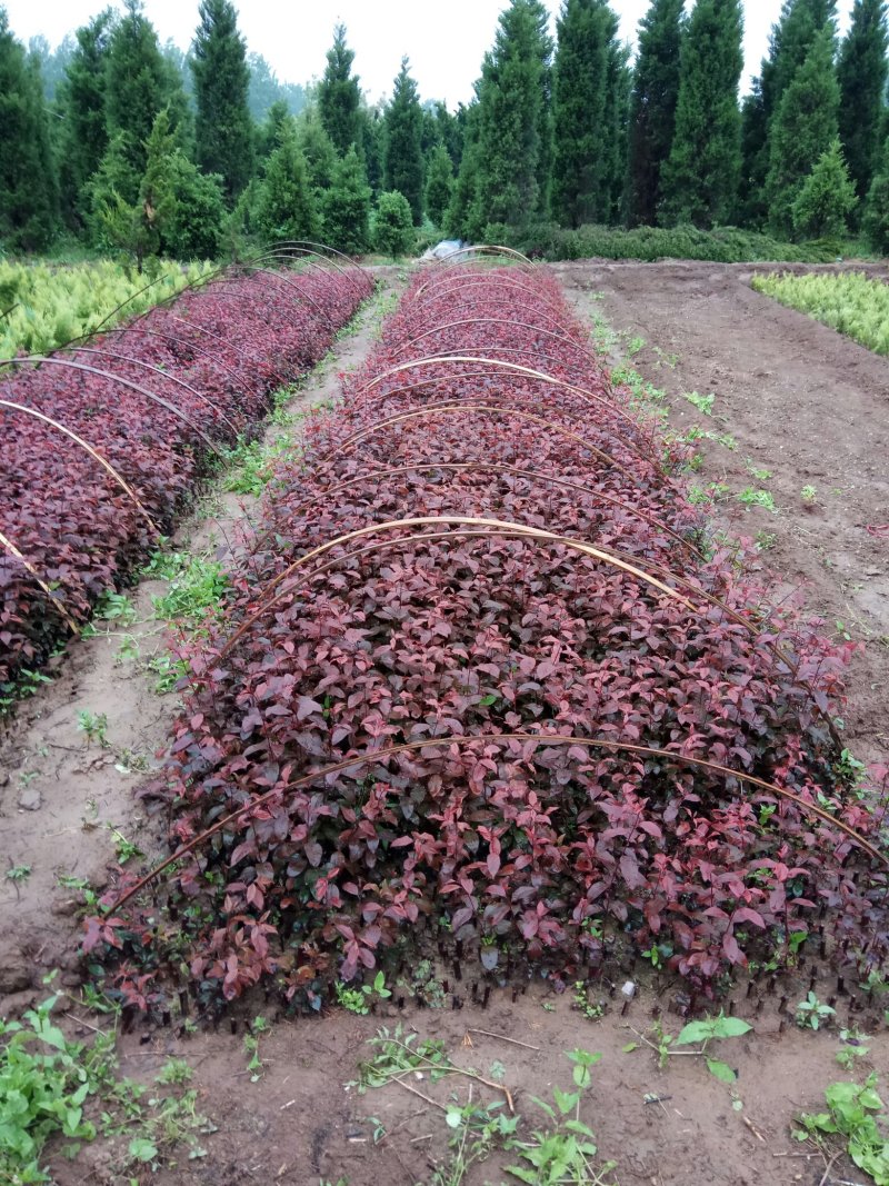 苗圃大量出售：3-4-5-6-7-8cm紫叶李