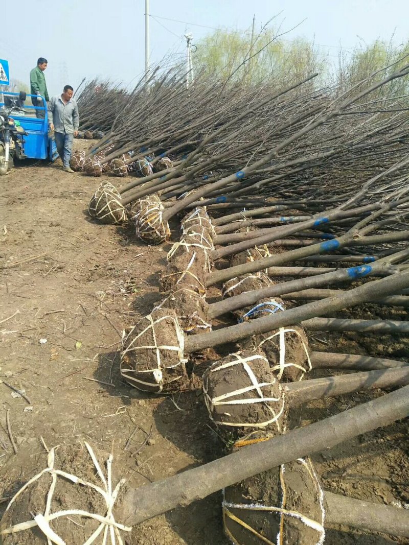 苗圃大量出售：3-4-5-6-7-8cm紫叶李