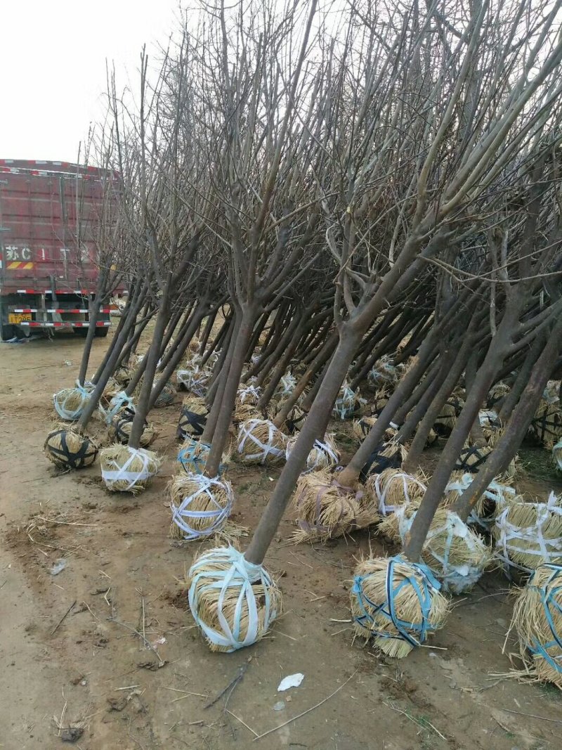 苗圃大量出售：3-4-5-6-7-8cm紫叶李
