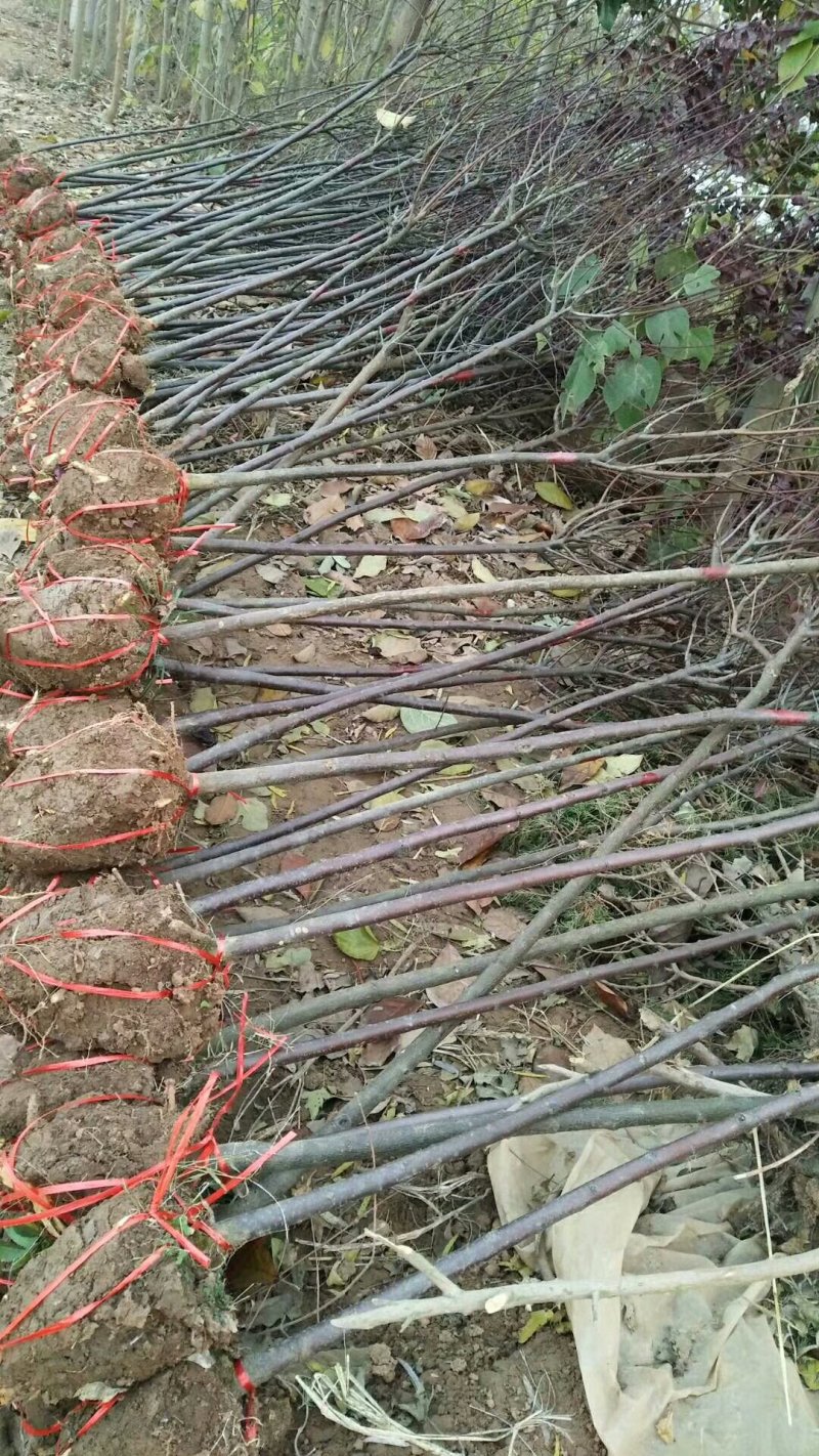 苗圃大量出售：3-4-5-6-7-8cm紫叶李