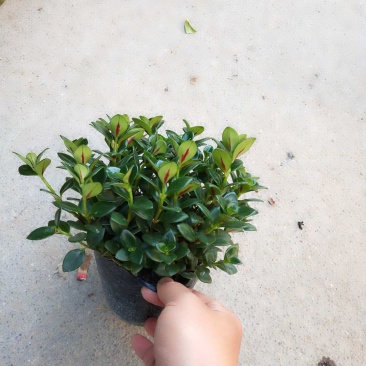 金鱼花盆栽金鱼吊兰