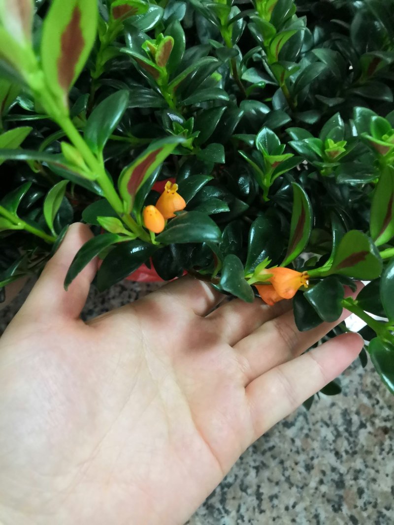 金鱼花盆栽金鱼吊兰