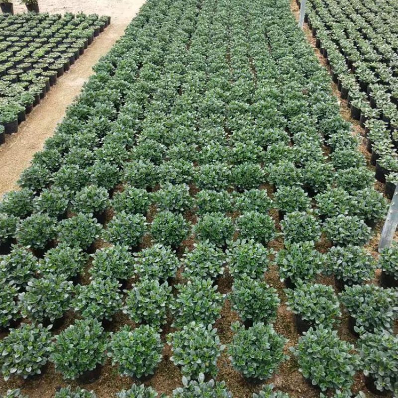 金鱼花盆栽金鱼吊兰