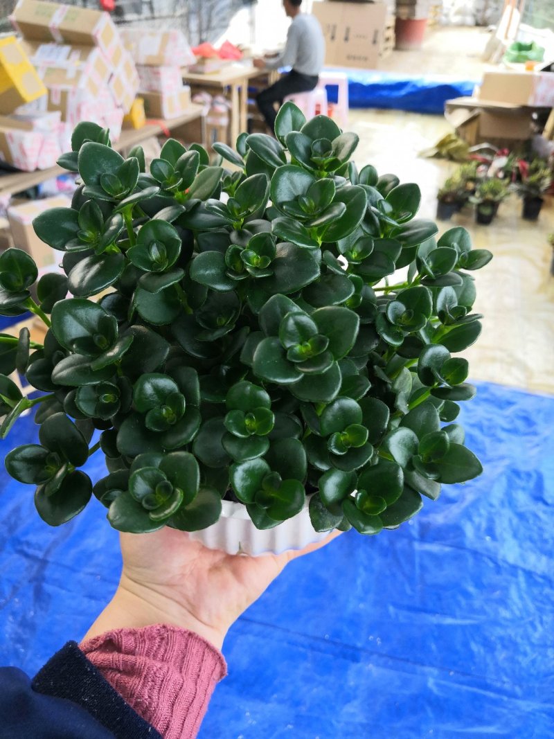 金鱼花盆栽金鱼吊兰
