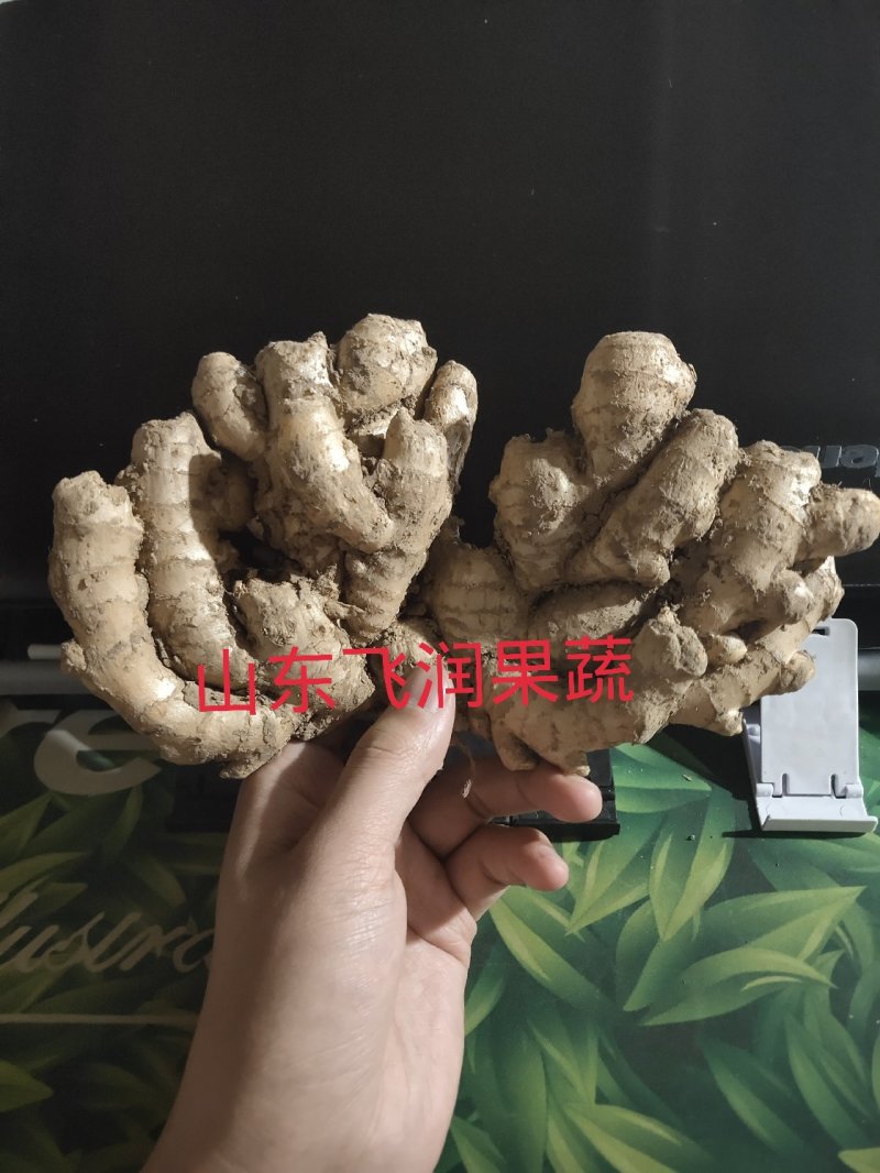 小黄姜●产地直销●货源充足【产地—大量—批发】