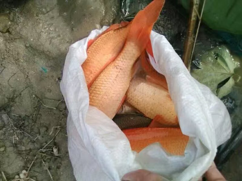有人想要草鱼的吗