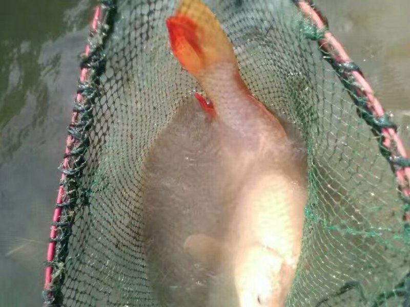 有人想要草鱼的吗