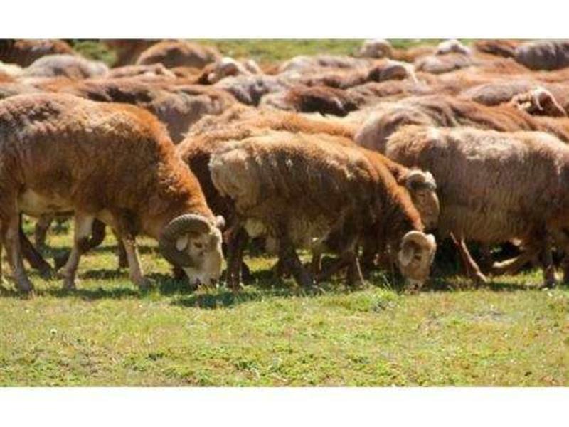 新疆哈萨克牧民养殖羔羊小尾寒羊，内地老板可以收活羊