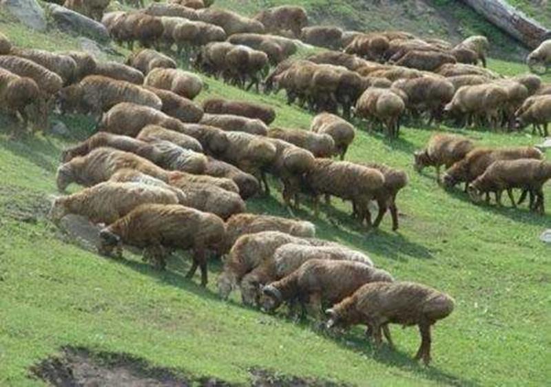 新疆哈萨克牧民养殖羔羊小尾寒羊，内地老板可以收活羊