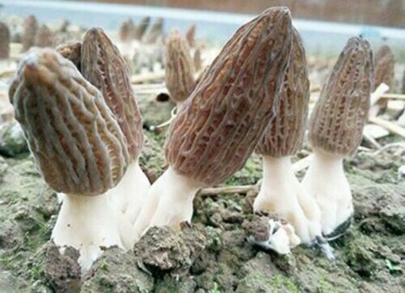 羊肚菌菌种少面积试种零售送种植管理技术资料包回收