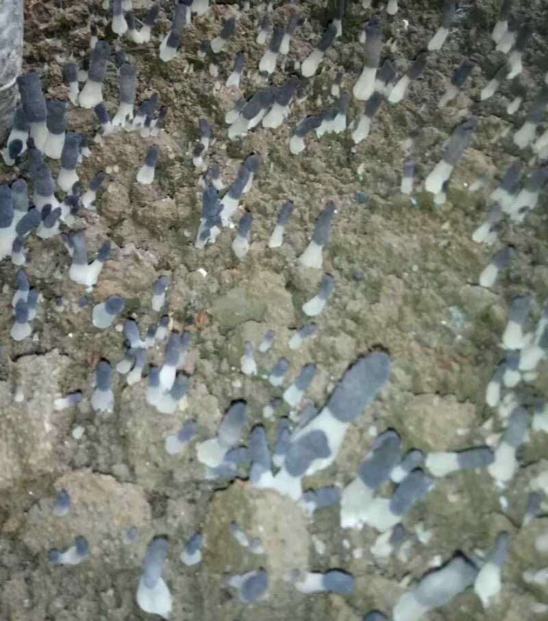 羊肚菌菌种少面积试种零售送种植管理技术资料包回收