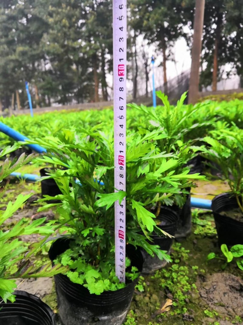 木春菊，黄金菊