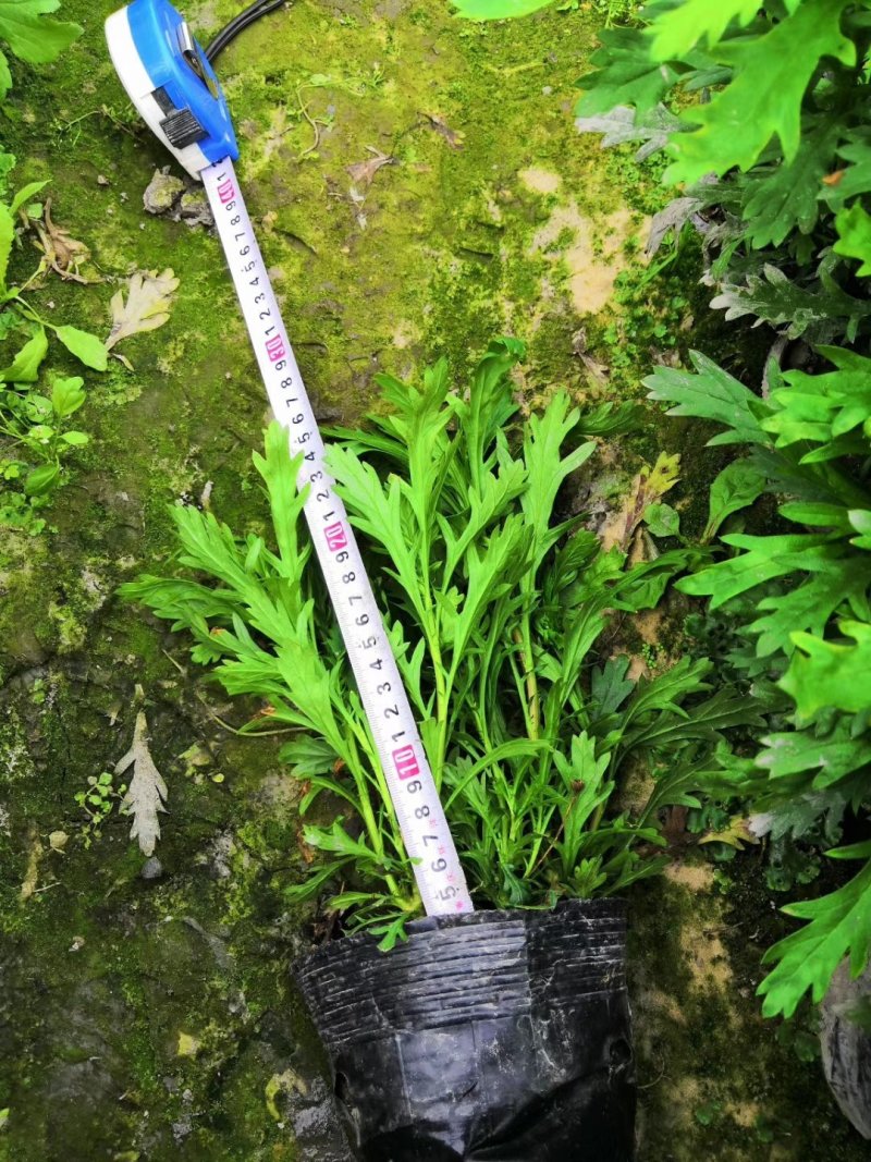 木春菊，黄金菊