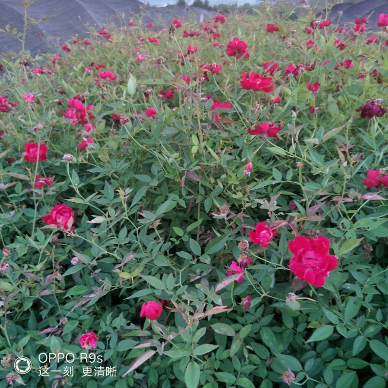 牛湖南郴州红帽子月季小苗丰花月季小叶月季运费自理