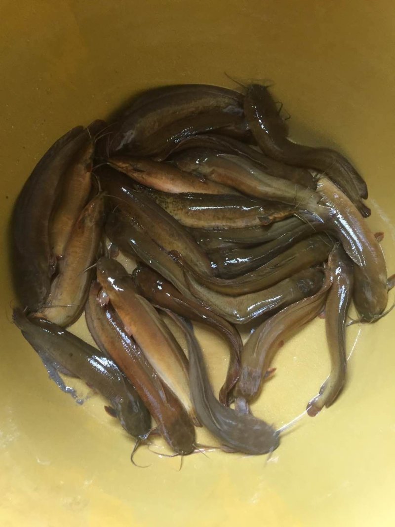 塘角鱼