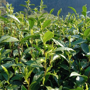 黄金茶
