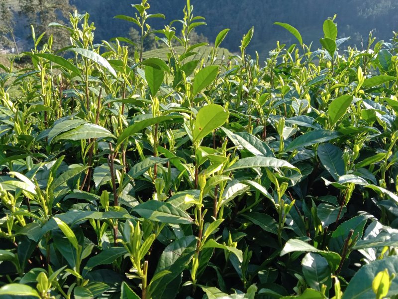 黄金茶