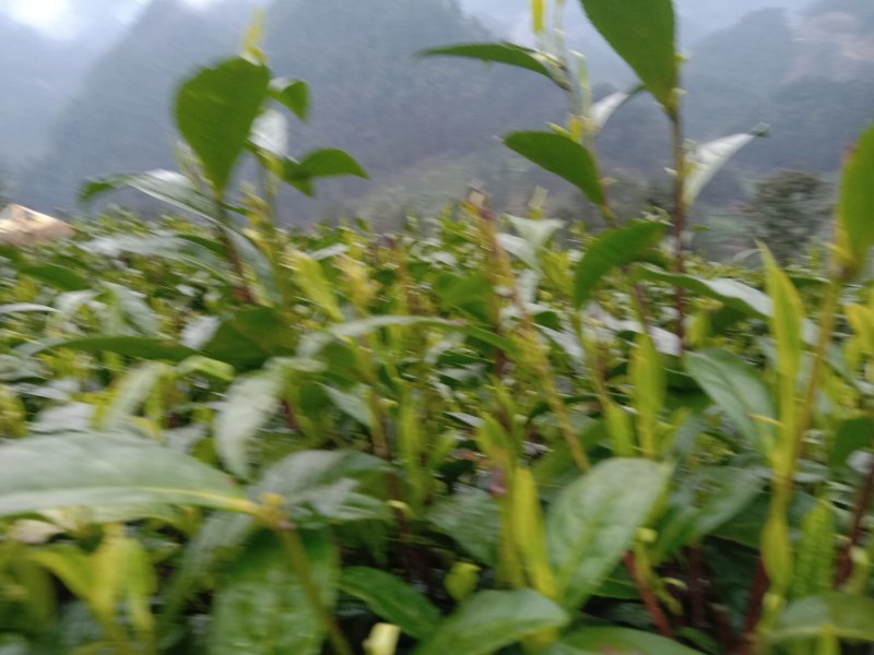 黄金茶