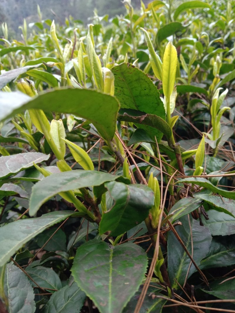 黄金茶