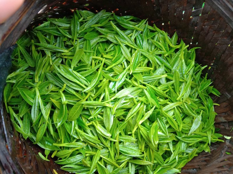 黄金茶