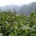 黄金茶