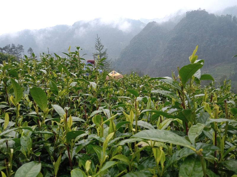 黄金茶