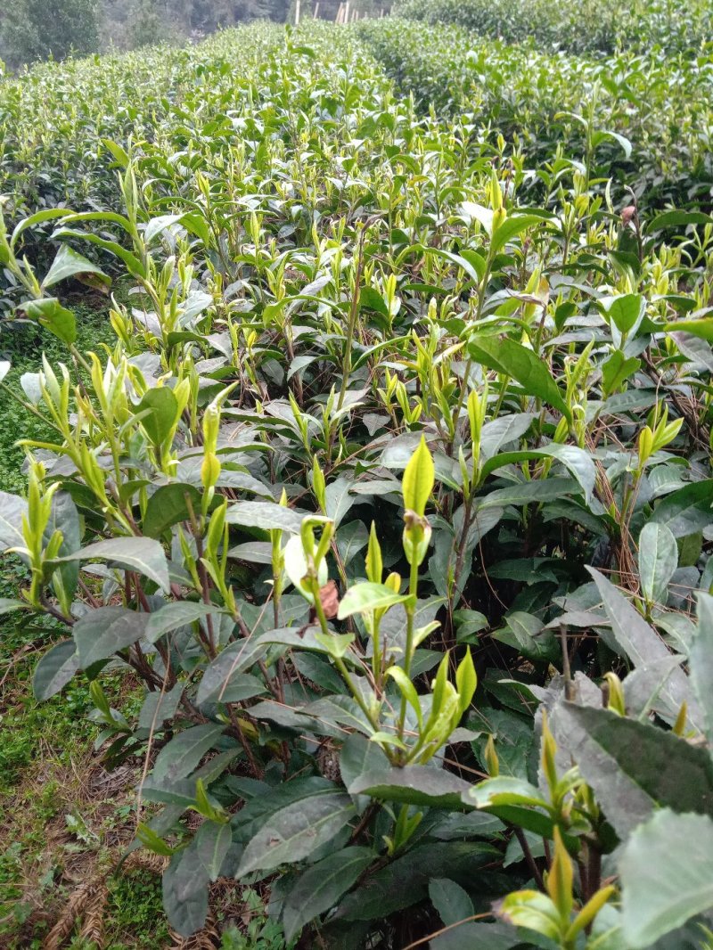 黄金茶
