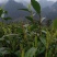 黄金茶