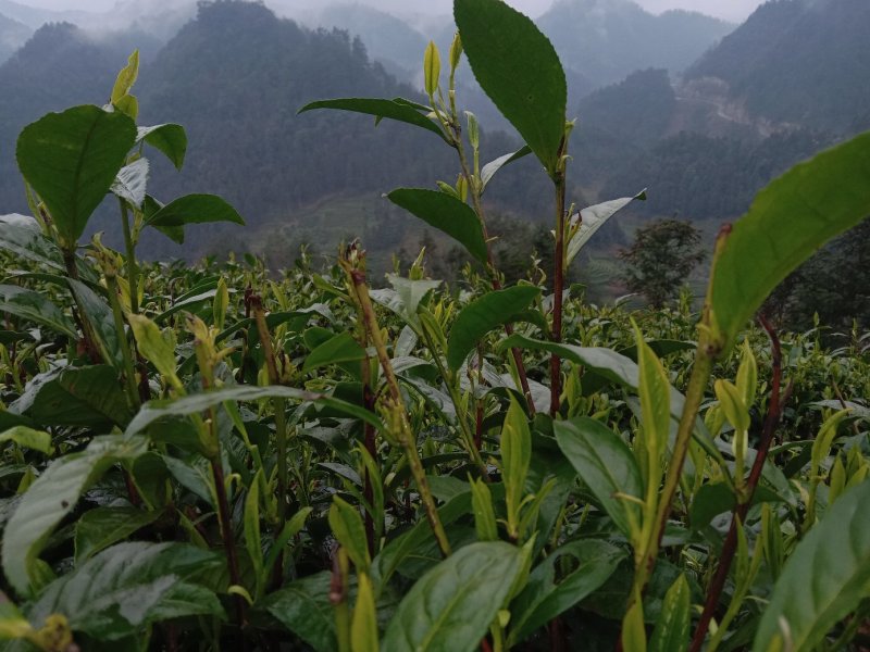 黄金茶