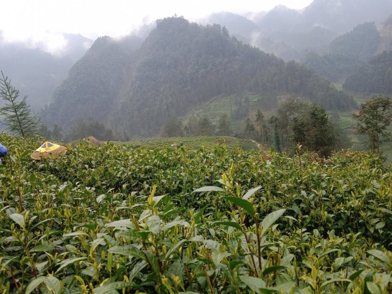 黄金茶
