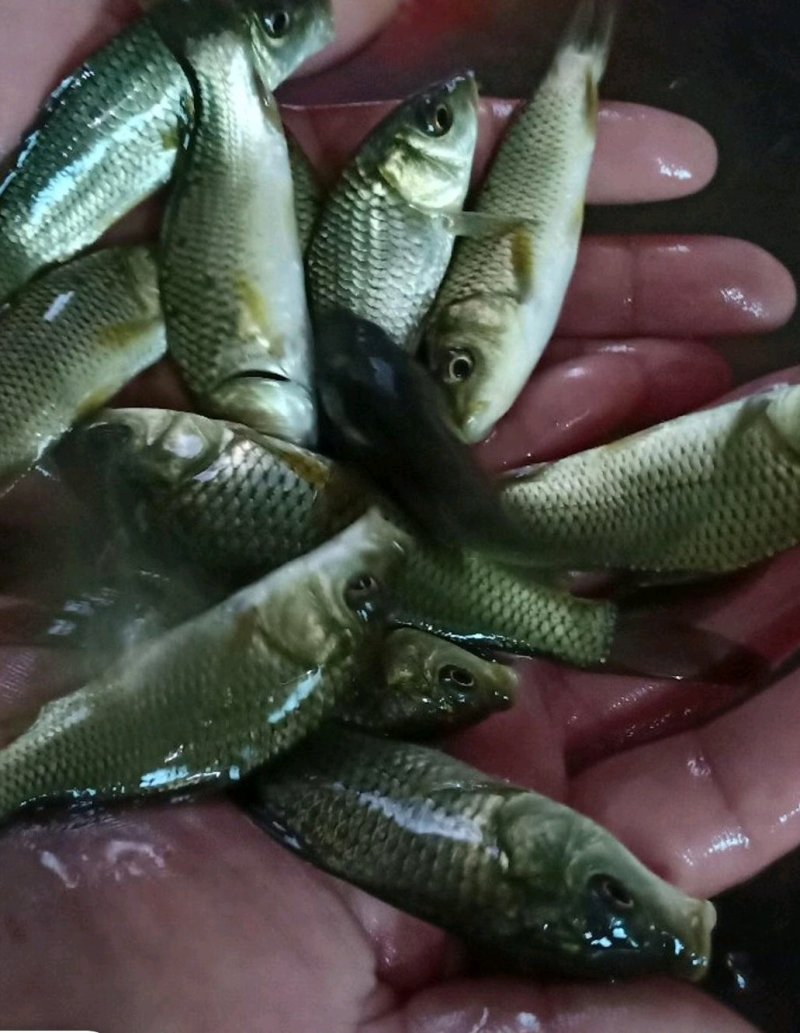 【送消毒水】精品草鱼苗大量出售提供指导品种多电话联系
