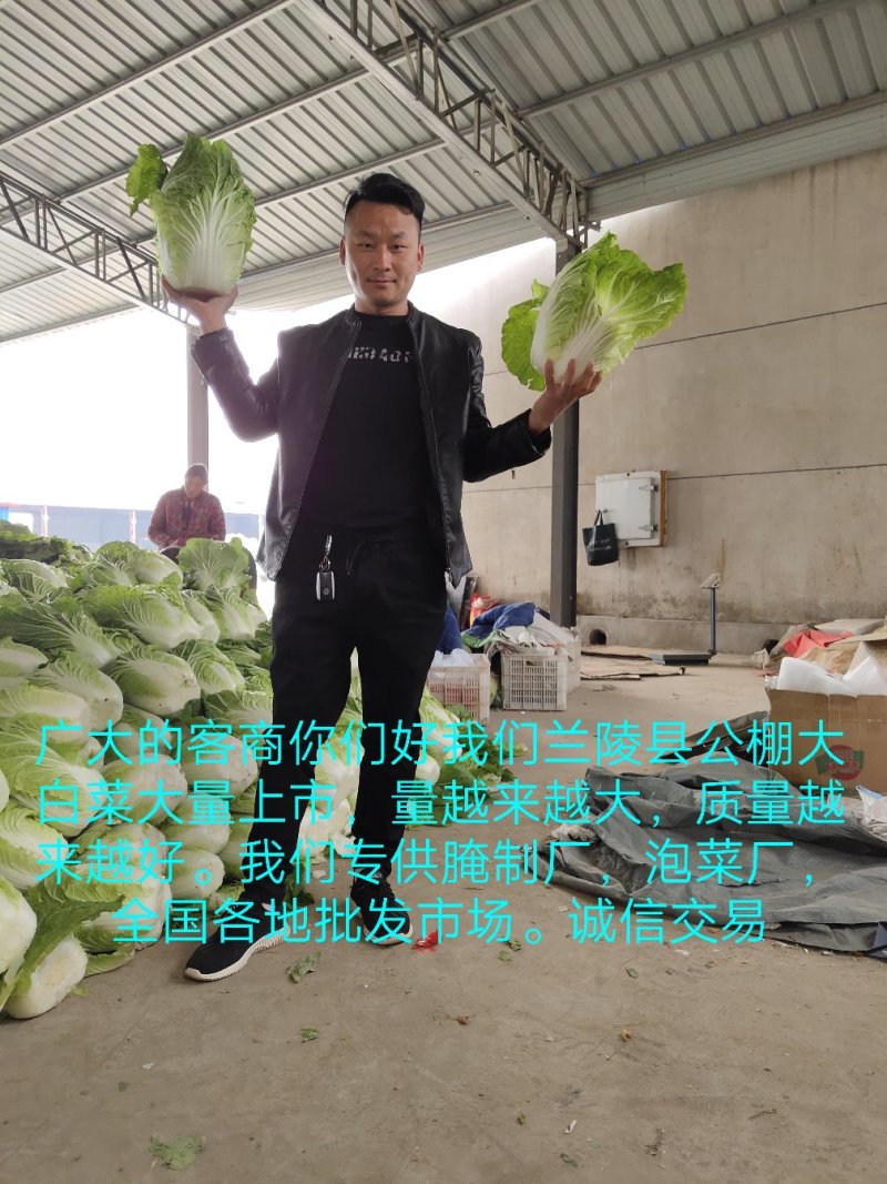 【精品】山东兰陵菊锦黄心大白菜开始上市，物美价廉！